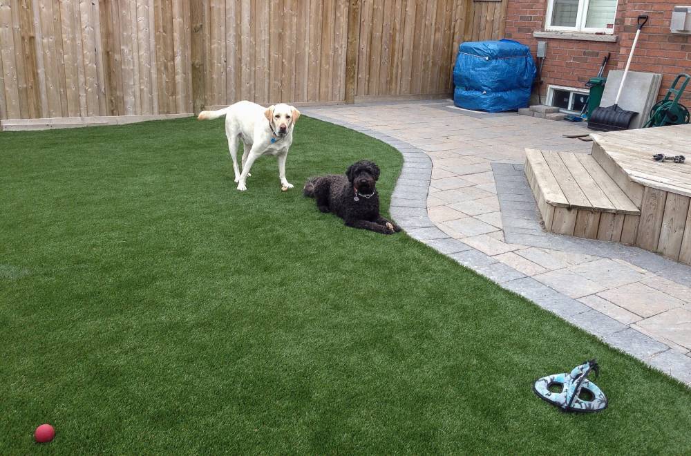 backyard&#32;with&#32;dogs